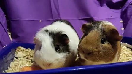 percy gotcha day.webp