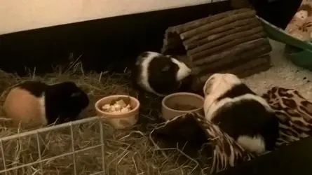 scrapper and his girls.webp
