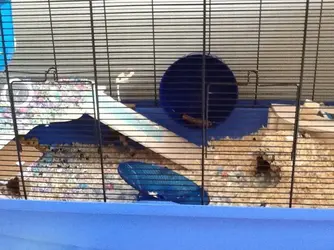 Suggestions Need gnaw proof Syrian Hamster Cage The Guinea Pig Forum