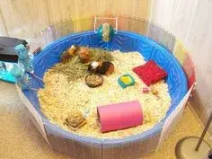 paddling pool guinea.webp paddling pool guinea.webp