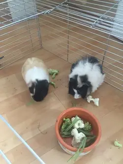 2-lovely-female-guinea-pigs-570bda396a046.webp