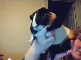 Eddie Bandage.webp