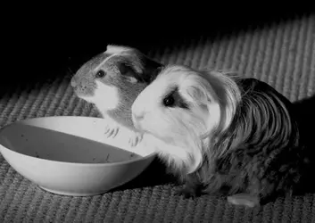 bw.webp bw.webp