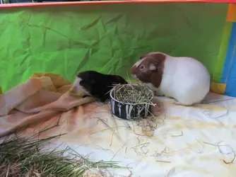 New Boy & Dixie 2016-05-28a.webp New Boy & Dixie 2016-05-28a.webp