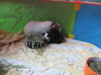 New Boy & Dixie 2016-05-28b.webp New Boy & Dixie 2016-05-28b.webp