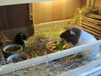 New Boy & Dixie 2016-05-28c.webp New Boy & Dixie 2016-05-28c.webp