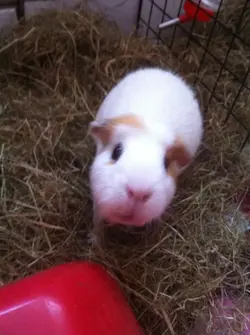 piggies 028.webp piggies 028.webp