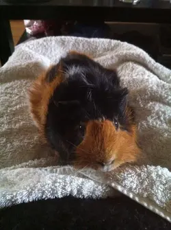 piggies 005.webp piggies 005.webp