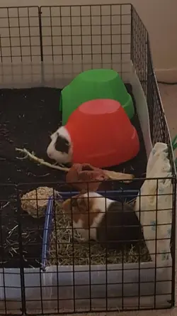 hay rack.webp
