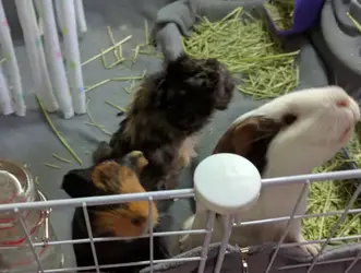 Piggies.webp