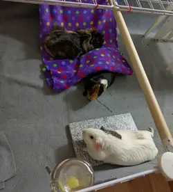 All Piggies together.webp
