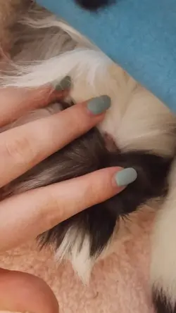 guinea pig forum.webp guinea pig forum.webp