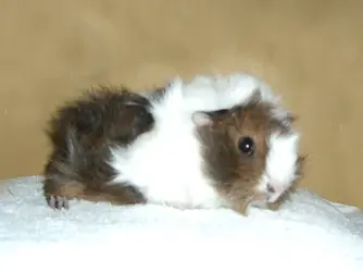 My Guinea Pigs (159).webp