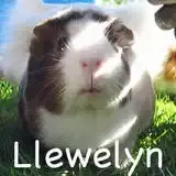 Llewelyn-avatar-01.webp