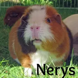 Nerys-avatar-03.webp