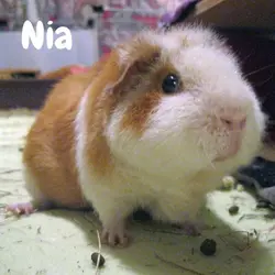 Nia-avatar-03.webp Nia-avatar-03.webp