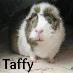 Taffy-avatar-03.webp Taffy-avatar-03.webp