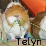 Telyn-avatar-01.webp