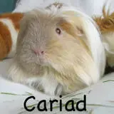 Cariad-avatar-01.webp Cariad-avatar-01.webp