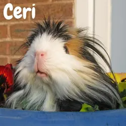 Ceri-avatar-04.webp Ceri-avatar-04.webp