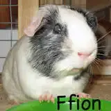 Ffion-avatar-01.webp