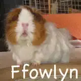 Ffowlyn-avatar-02.webp Ffowlyn-avatar-02.webp