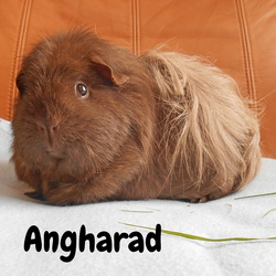 Angharad avatar-02.webp