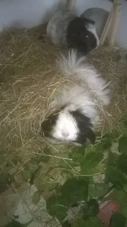 11149471_948474148536033_5328113002820165951_n.webp