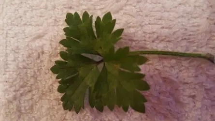Plant.webp