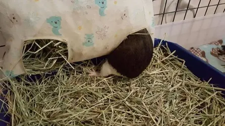 Percy bum.webp
