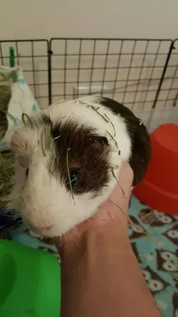 percy hay face.webp