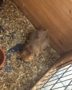 2xguinea-pigs-579cbdd37ecc9.webp 2xguinea-pigs-579cbdd37ecc9.webp
