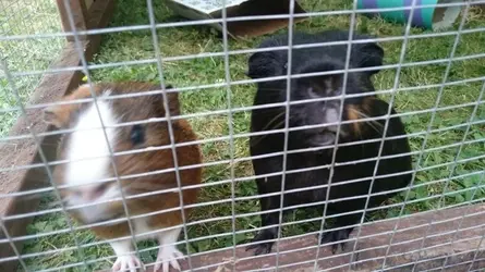 Piggies 1.webp