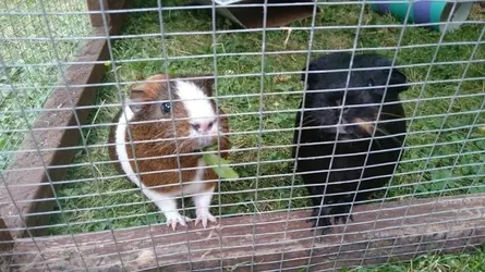 Piggies 2.webp