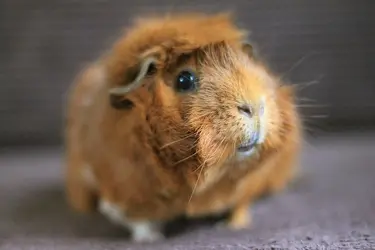 13691692694_b0a35a5250_z.webp