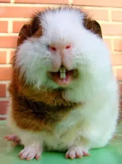 piggie.webp