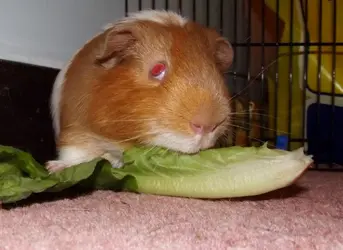 noms1.webp