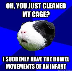 guinea infant.webp