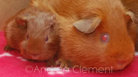 Ginger family8.webp