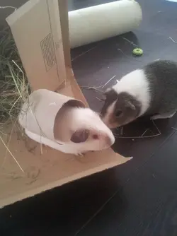 gus and walter.webp