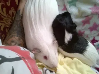 Cuddle.webp