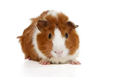 Guinea_Pig-Abyssinian-A_beautiful_little_Abyssinian_Guinea_Pig_with_soft_ginger_and_white_fur.webp