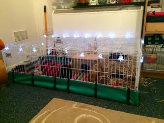 Midwest Guinea Pig Cage The Guinea Pig Forum