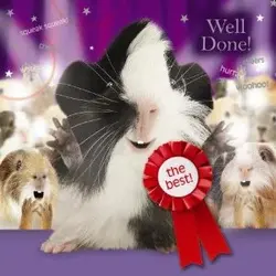 congratulations-guinea-pig_249027.webp