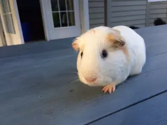 guineapig.webp guineapig.webp