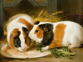 guinea-pig-picture-double-portrait-James-Ward1.webp