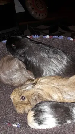 15.11.16 all of the girsl on my lap end of a long day.webp 15.11.16 all of the girsl on my lap end of a long day.webp