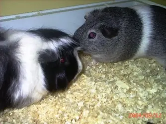 Derby and Willow.webp