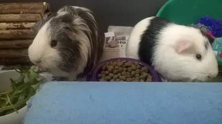 guinea pigs.webp
