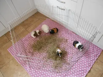 DSCN4634.webp
